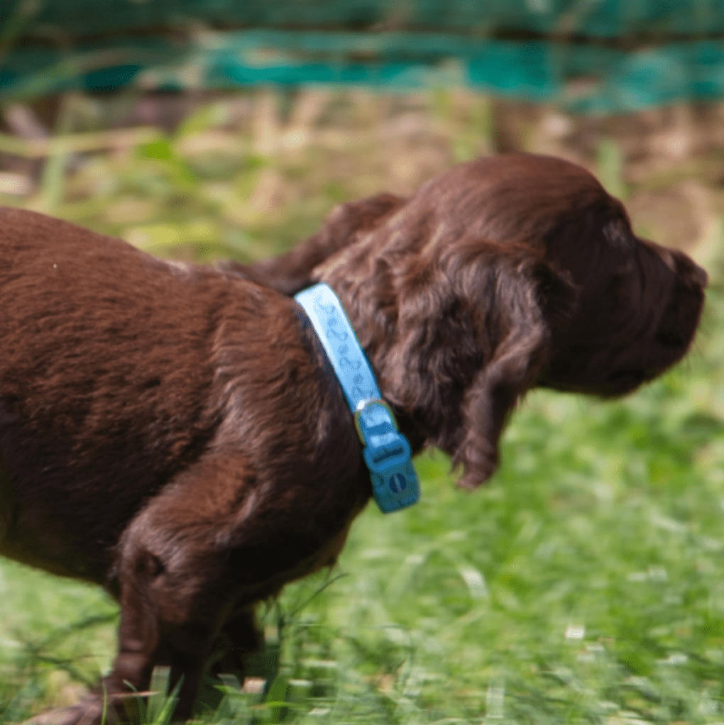 Ancol Small Bite Paw & Bone Collar & Lead Set (Blue) - Wuffies