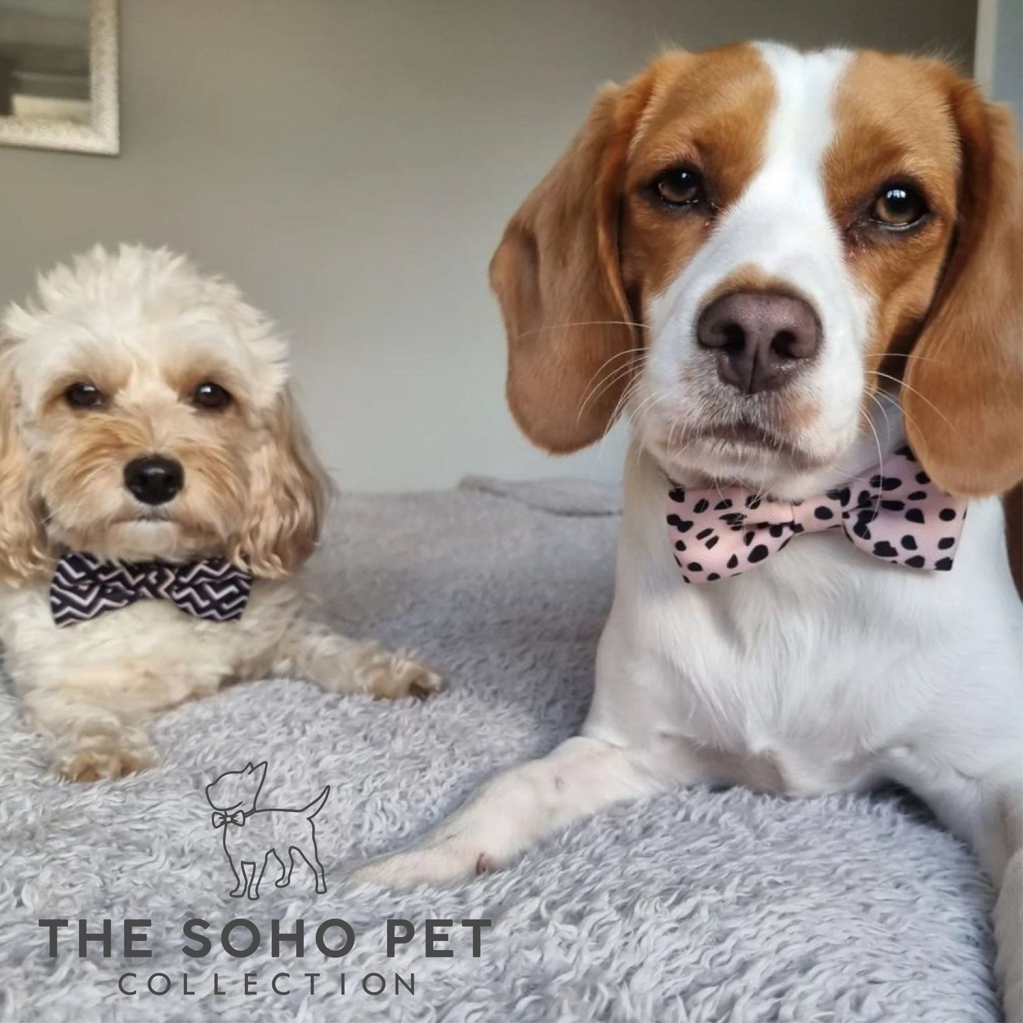 Ancol Soho Collection Patterned Bow Tie Set (Dalmatian & ZigZag) - Wuffies