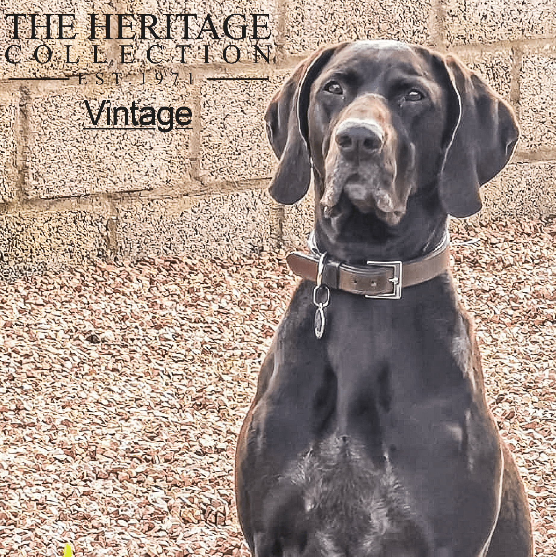 Ancol Vintage Leather Padded Dog Collar - Wuffies