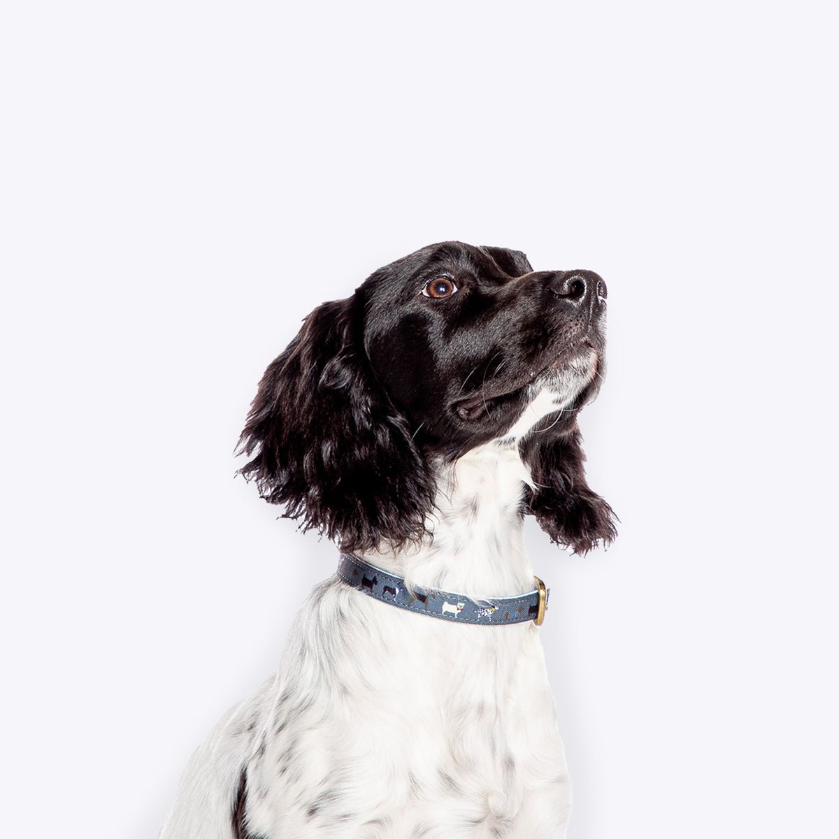 FatFace Marching Dog Collar - Wuffies