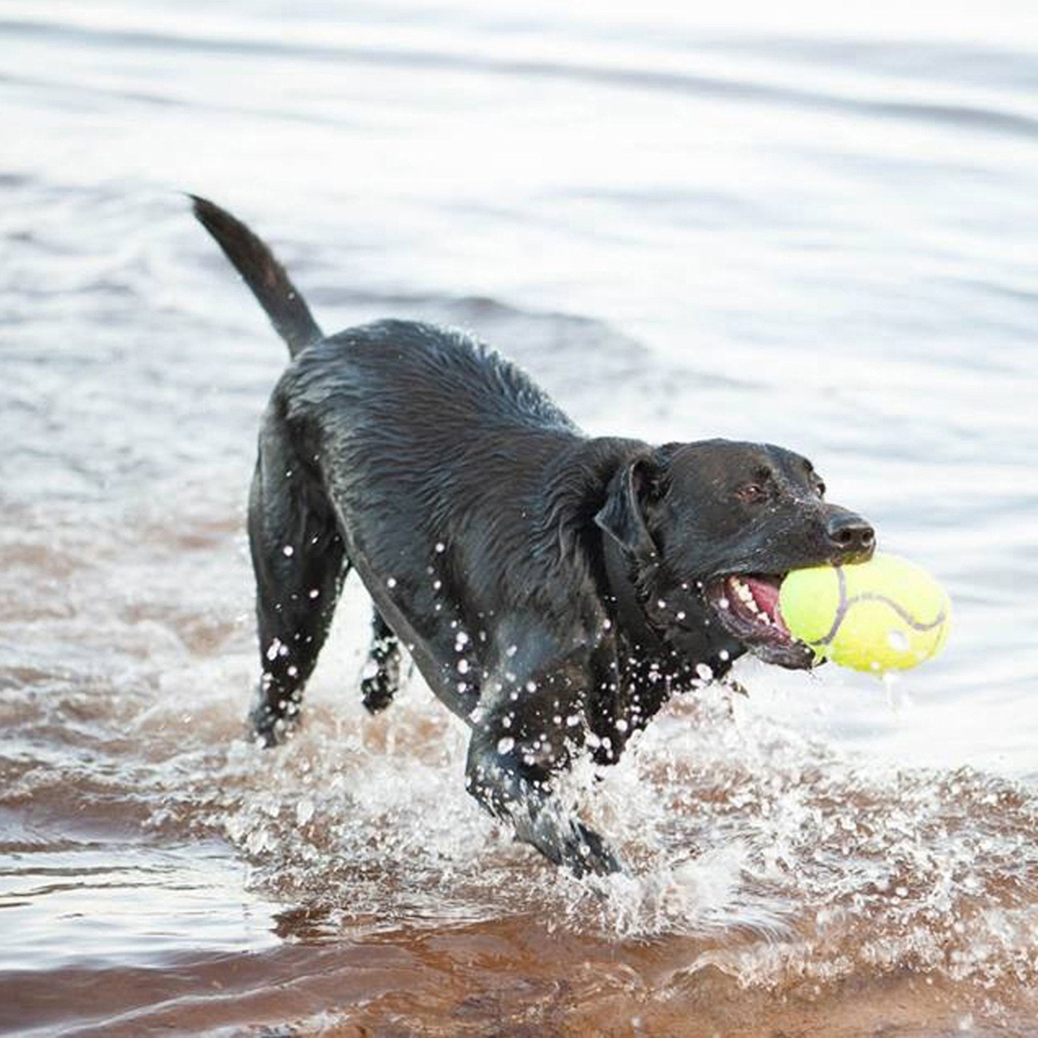 KONG Airdog® Squeaker Football - Wuffies