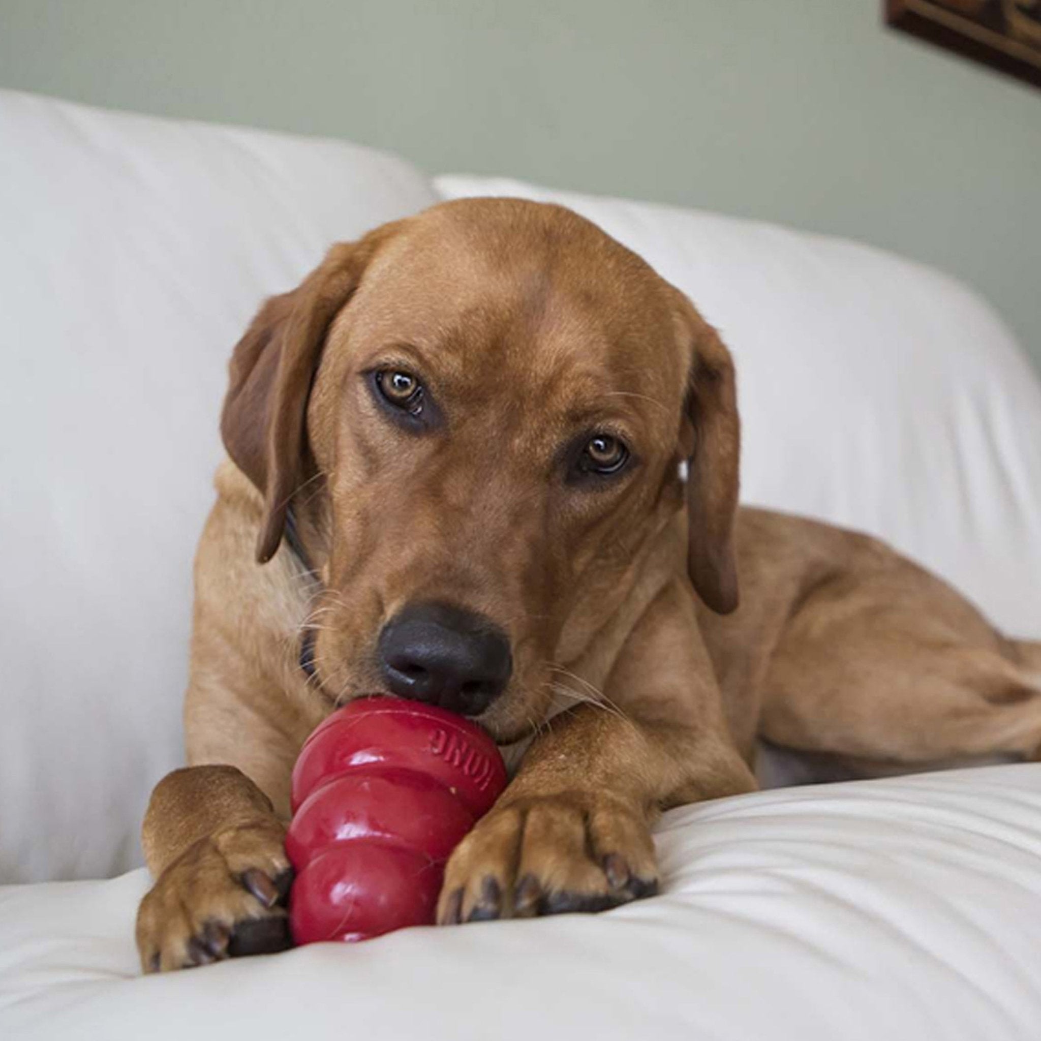 KONG Easy Treat Cheddar Cheese - Wuffies