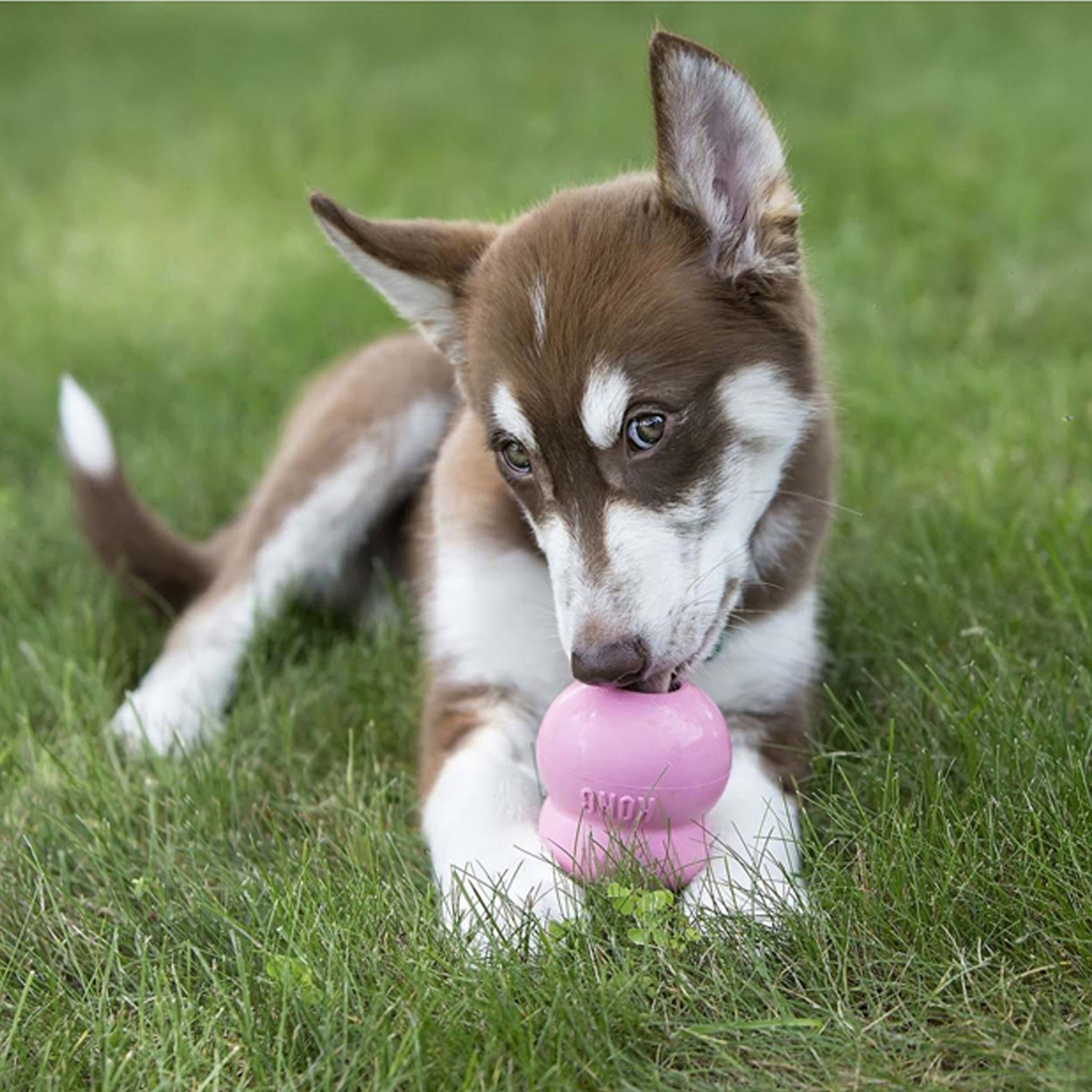 KONG Easy Treat Puppy Chicken - Wuffies