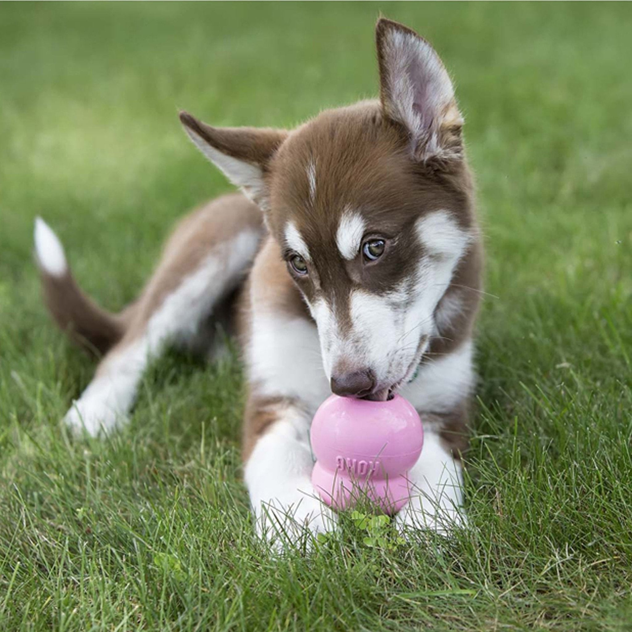 KONG Easy Treat Puppy Chicken - Wuffies