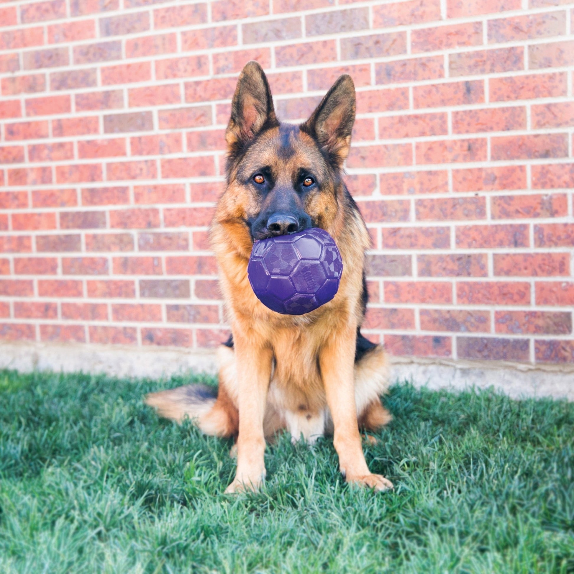 KONG Flexball (M/L) - Wuffies