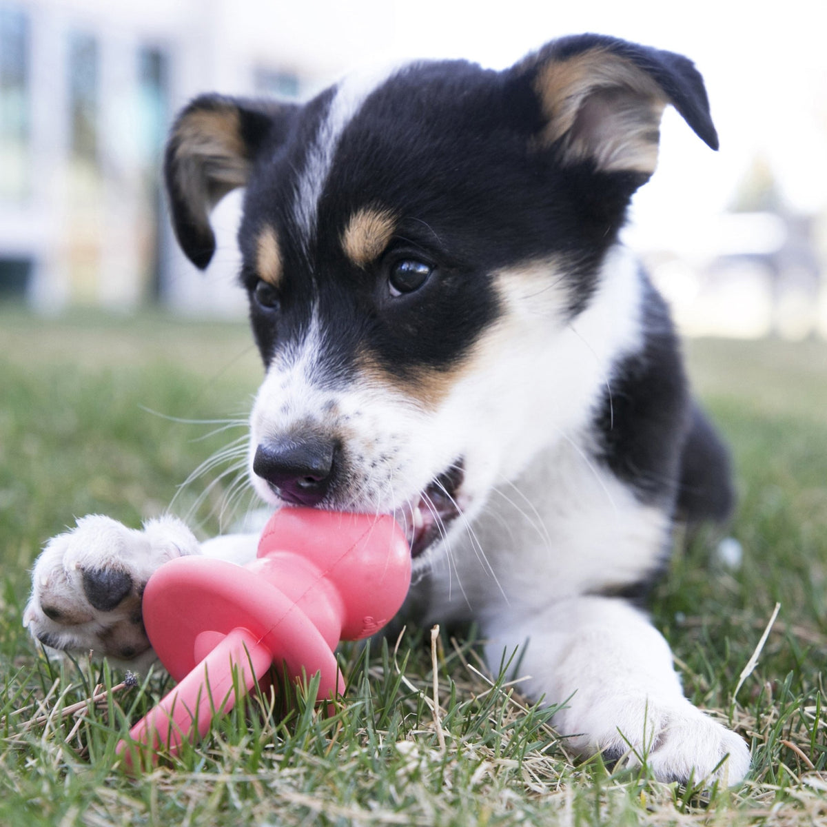 KONG Puppy Binkie (Assorted) - Wuffies