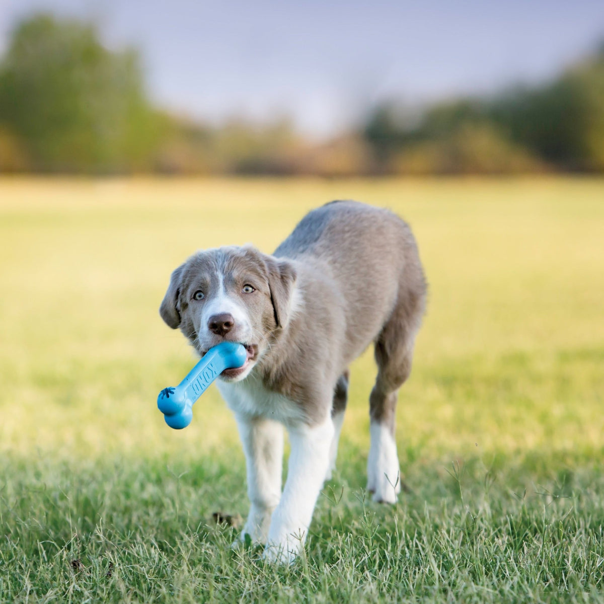 KONG Puppy Goodie Bone (Small, Assorted) - Wuffies