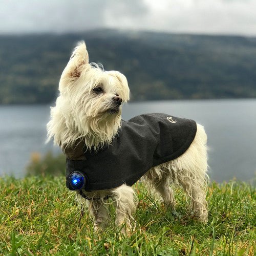 Orbiloc Dog Dual Safety Light (Blue) - Wuffies