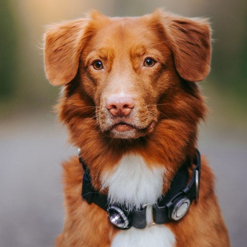 Orbiloc Dog Dual Safety Light (Dark) - Wuffies