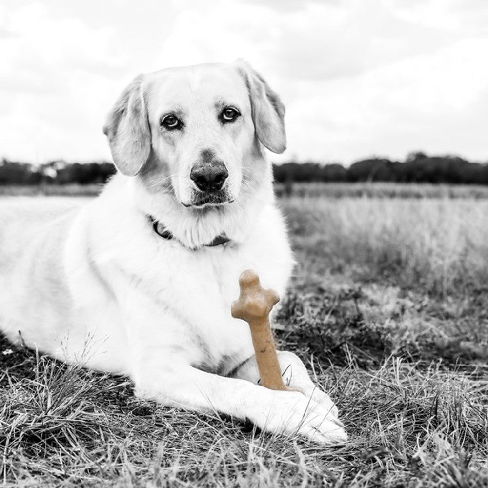 Pet Qwerks Barkbone Peanut Butter Stick Chew Toy (Small) - Wuffies