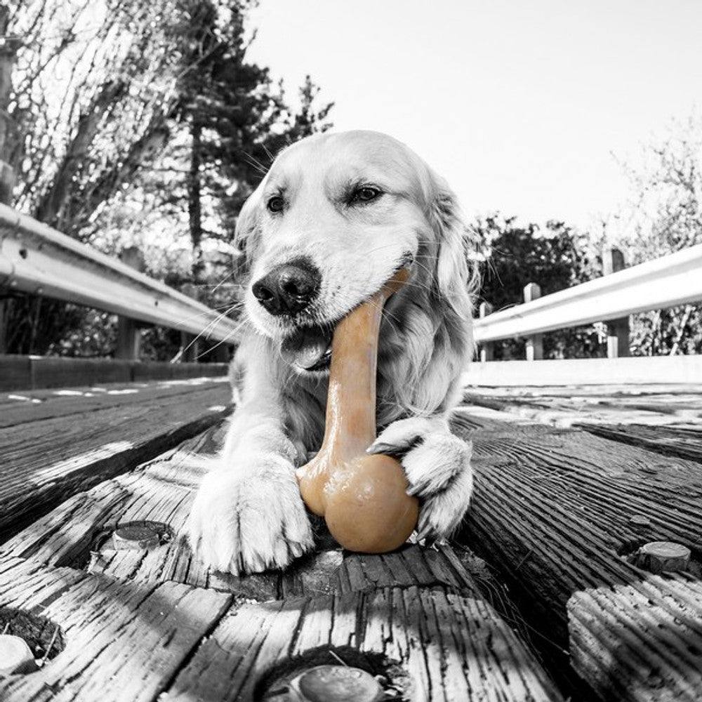 Pet Qwerks Dinosaur Barkbone Peanut Butter Wood Chew Toy (Medium) - Wuffies