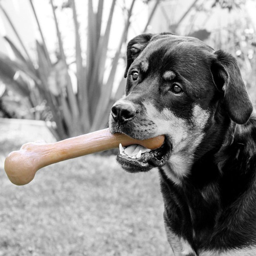 Pet Qwerks Dinosaur Barkbone Peanut Butter Wood Chew Toy (Small) - Wuffies