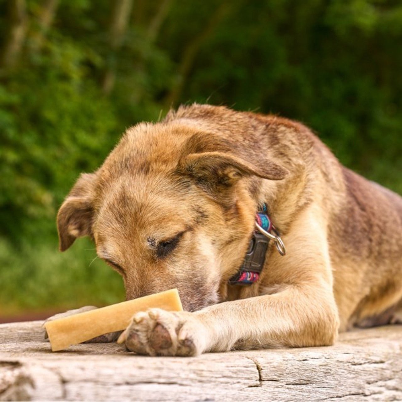 Petello Yak Cheese Peanut Butter Dog Chew (Medium) - Wuffies