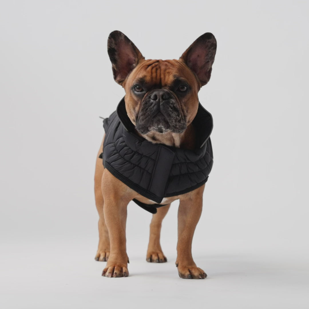 Load video: Reversible Elasto-Fit Chalet Dog Jacket (Black)