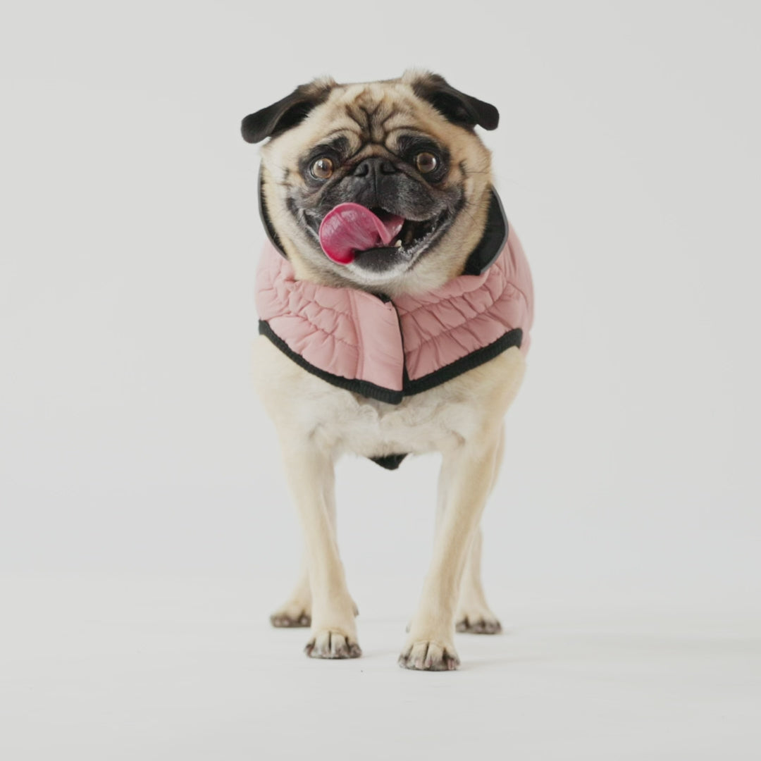 Load video: Reversible Elasto-Fit Chalet Dog Jacket (Pink)
