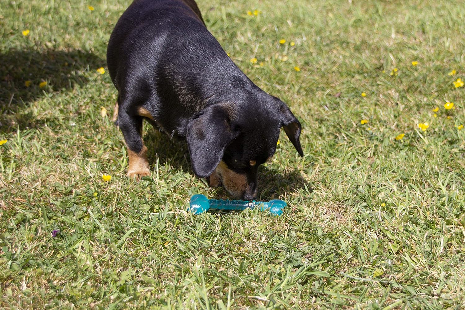 Rosewood Biosafe Blue Puppy Bone Toy - Wuffies