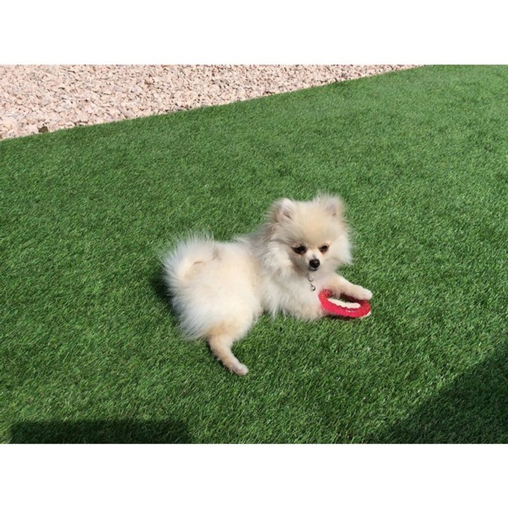 Rosewood Biosafe Blue Puppy Ring Dog Toy (Pink) - Wuffies