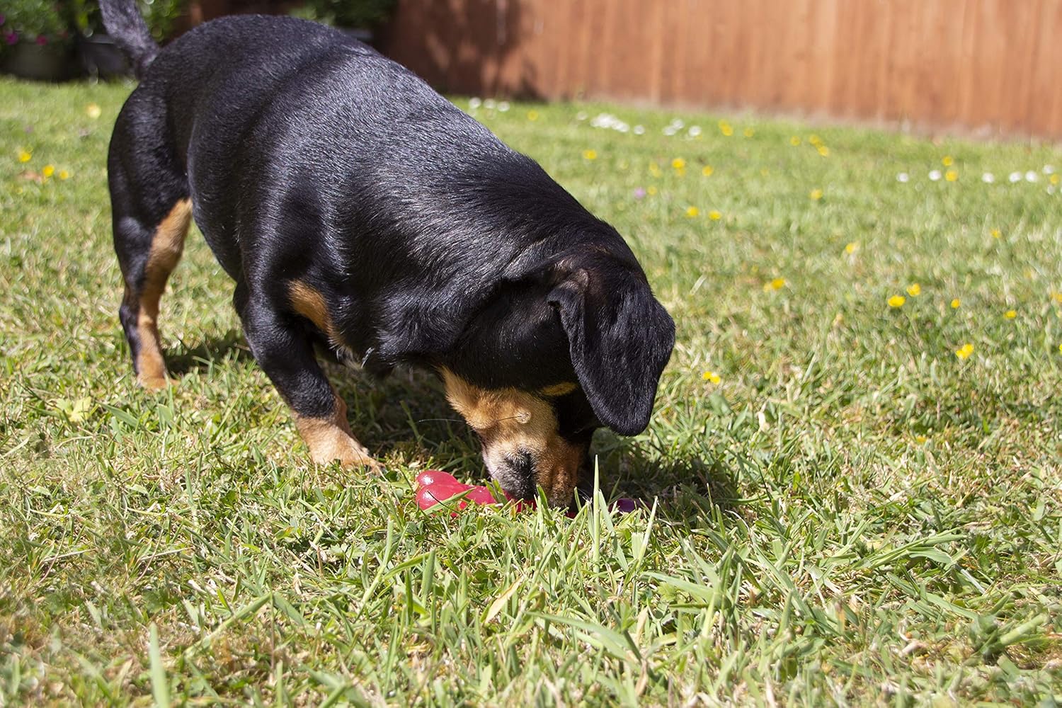 Rosewood Biosafe Pink Puppy Bone Toy - Wuffies