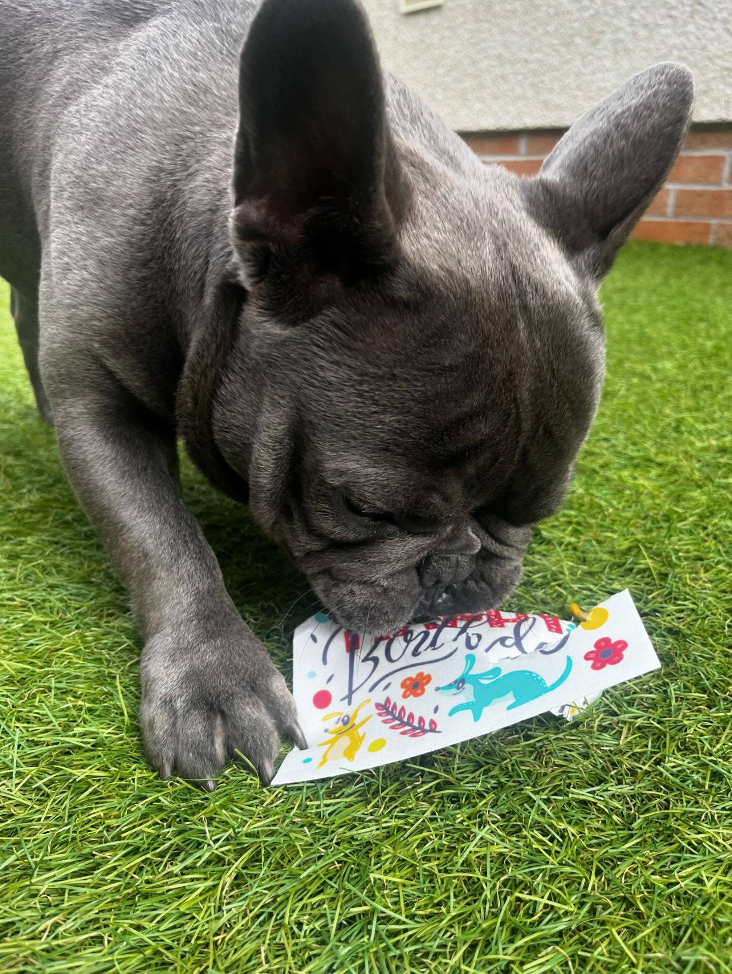 Scoff Paper - Gotcha Poem - Edible Dog Card (Chicken flavour) - Wuffies