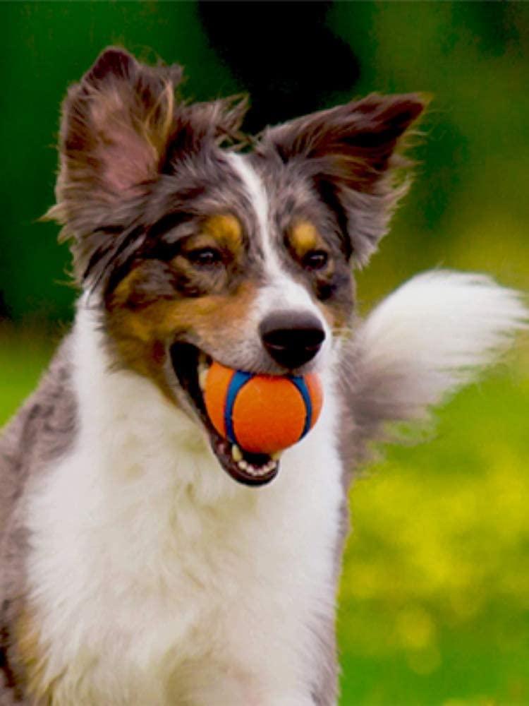 Chuckit! Ultra Ball - Wuffies