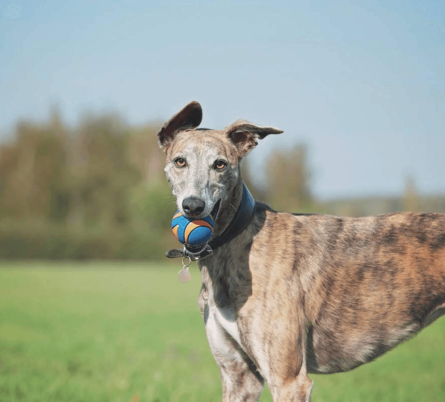 Chuckit! Ultra Squeaker Balls (2 Pack) - Wuffies