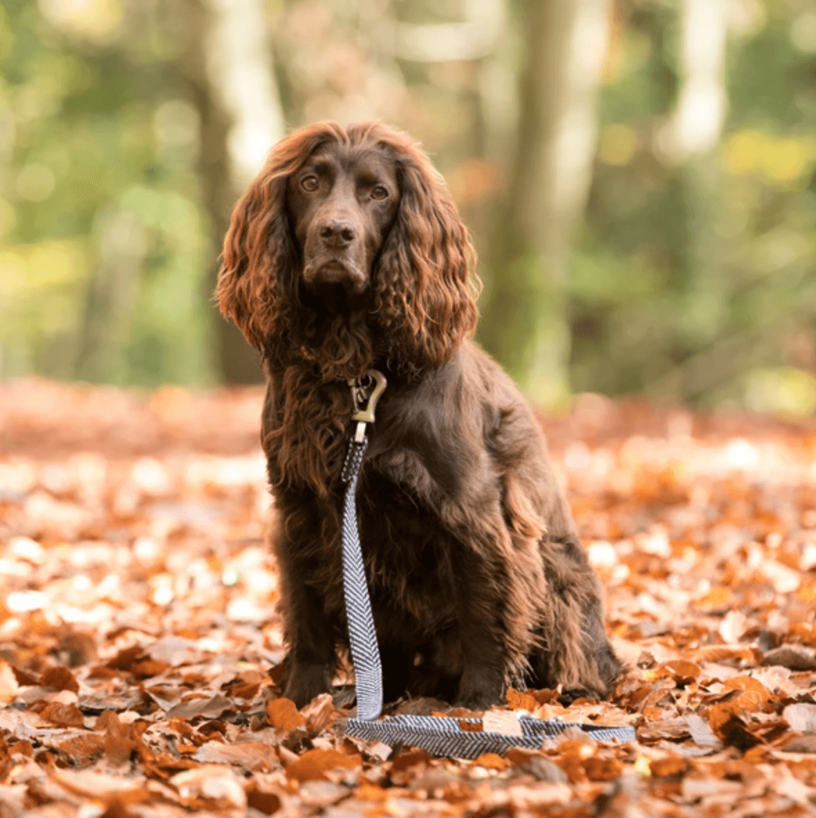 Hugo & Hudson Checked Herringbone Dog Twead Lead (Navy) - Wuffies