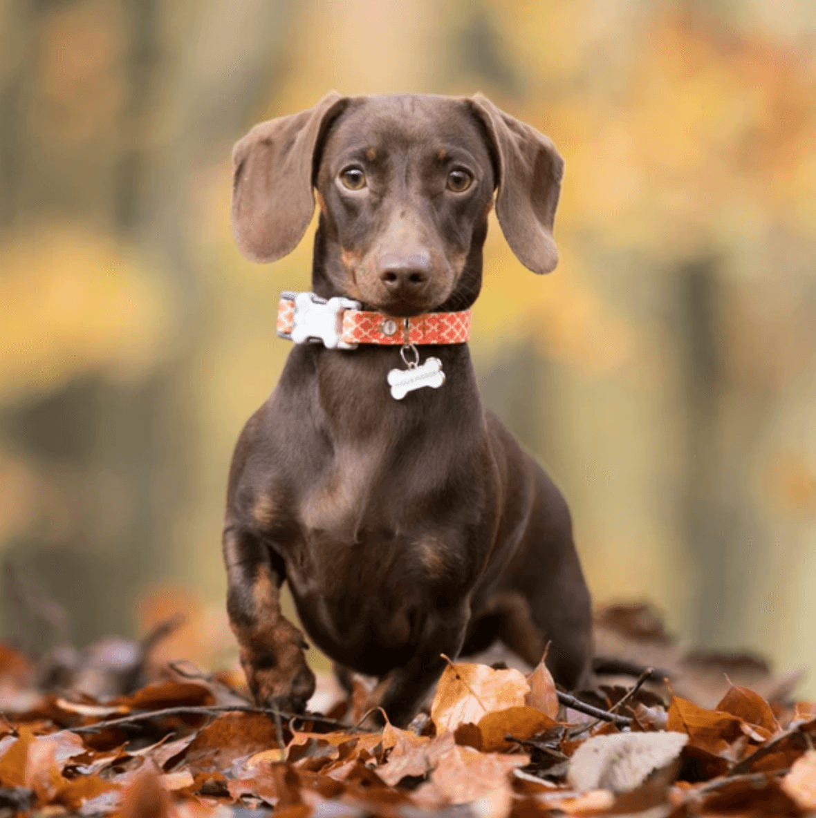 Hugo & Hudson Geometric Dog Bone Buckle Collar (Orange) - Wuffies