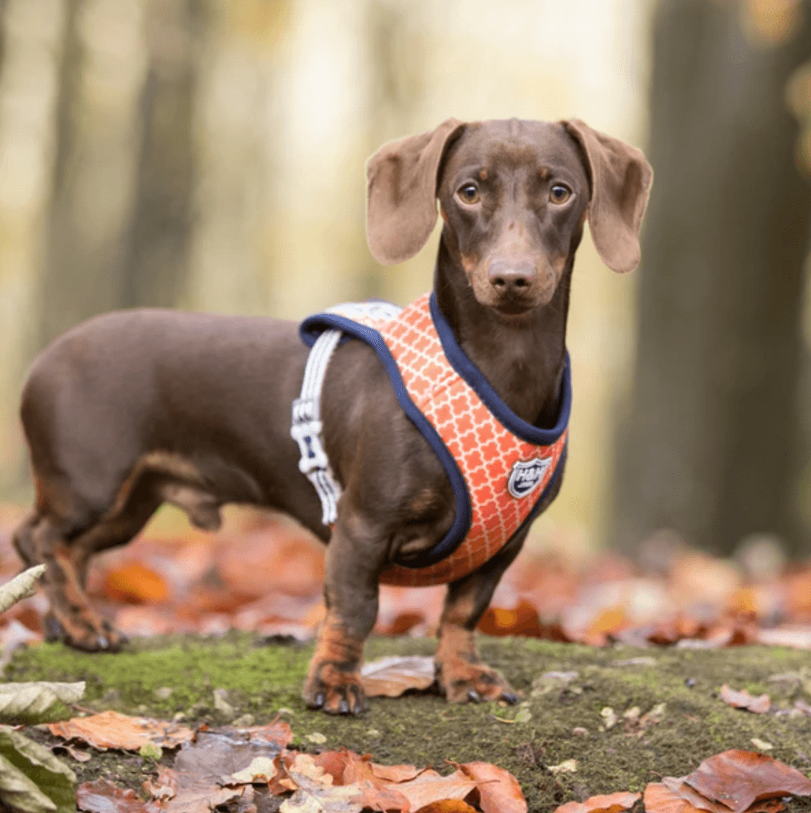 Hugo & Hudson Geometric Dog Harness (Orange) - Wuffies