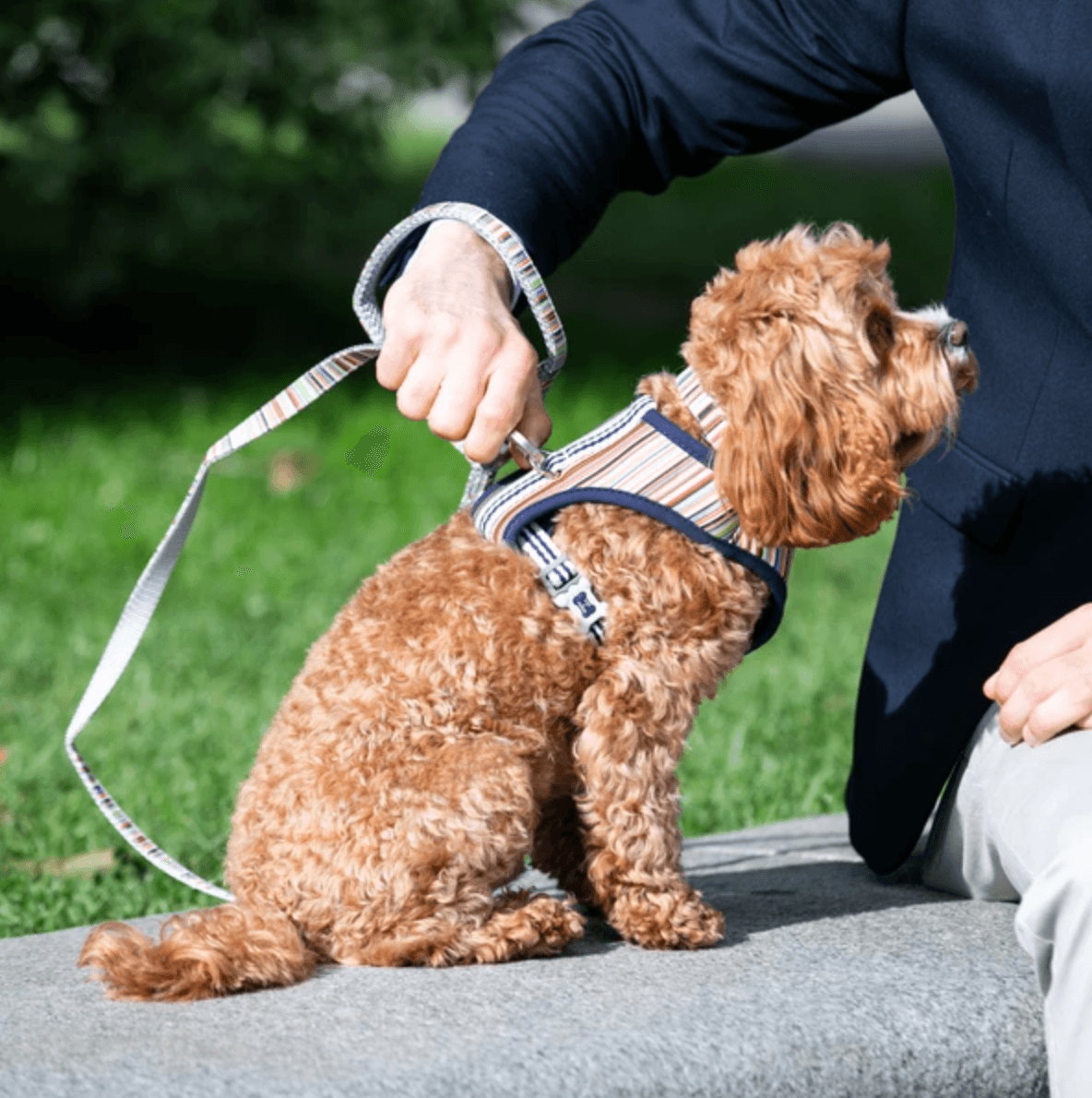 Hugo & Hudson Multi Coloured Stripe Dog Harness - Wuffies