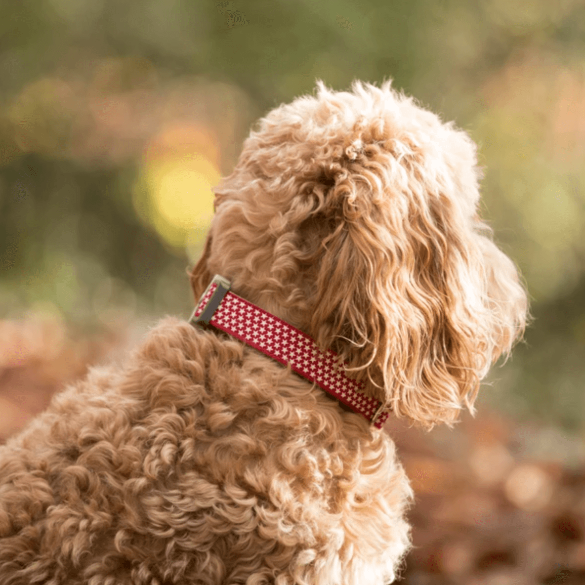 Hugo & Hudson Red Star Dog Collar - Wuffies