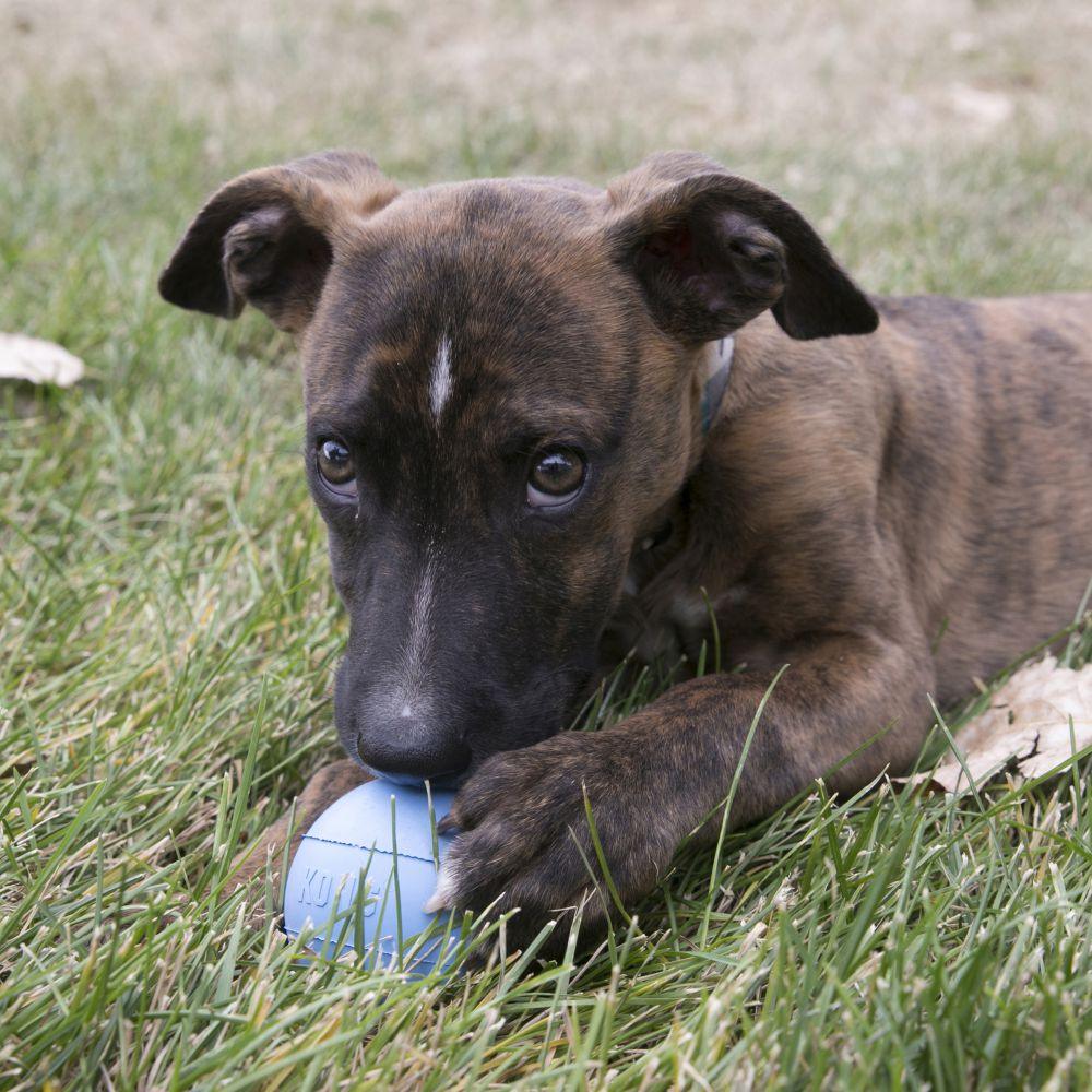 KONG Puppy Ball with Hole for Treats (Assorted) - Wuffies