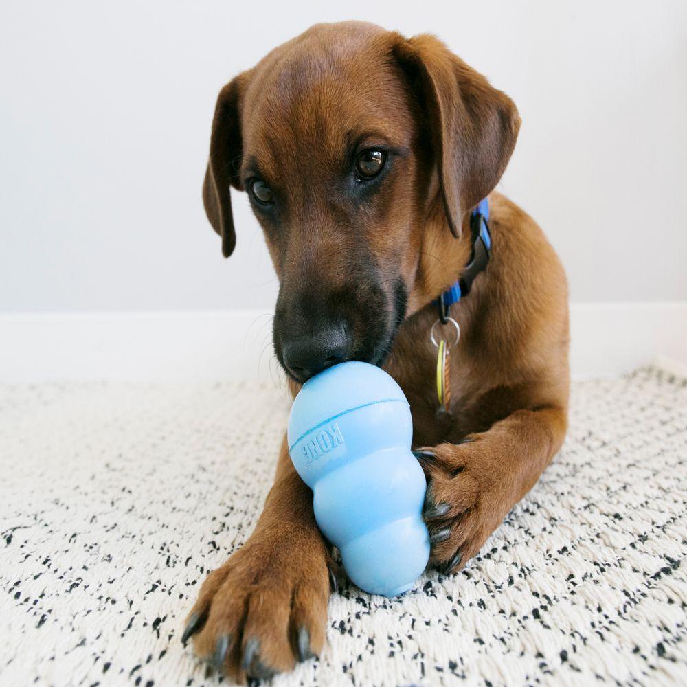 KONG Puppy Treat Toy (Assorted) - Wuffies