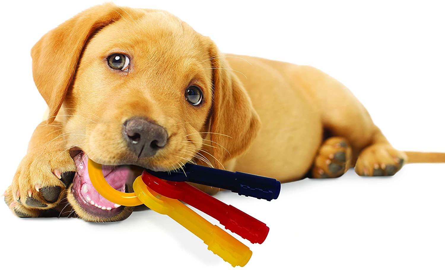 Nylabone Puppy Teething Bacon - Wuffies