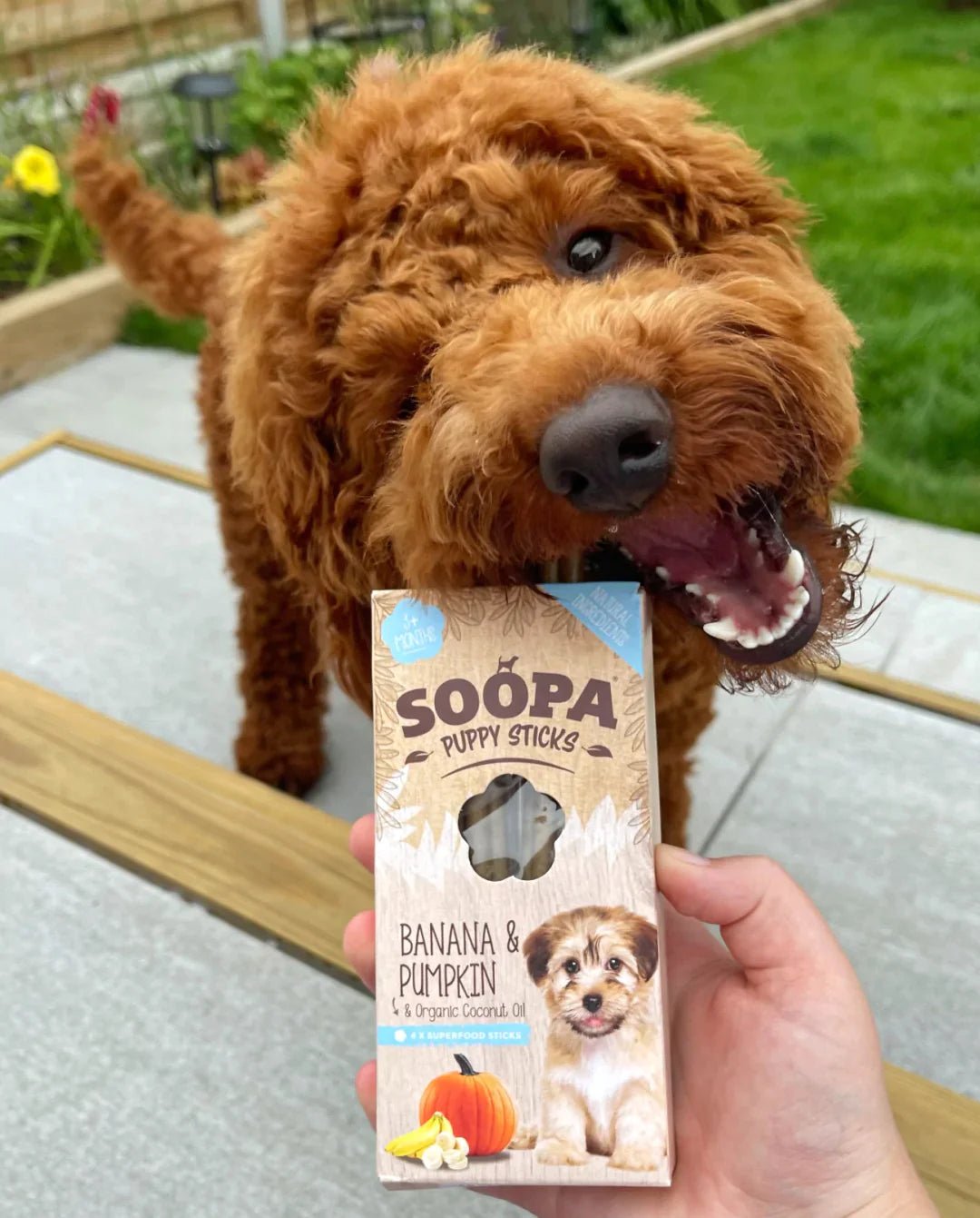 Soopa Dental Sticks Banana & Pumpkin Puppy (4 Sticks) - Wuffies